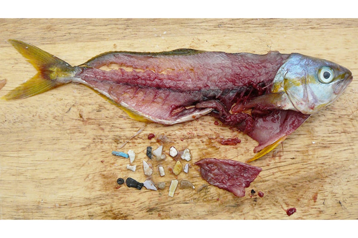 Fish contaminated with microplastics
